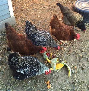 The ladies loving the cantaloupe and other produce scraps.