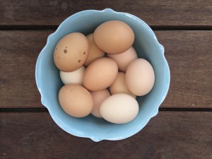 These are the eggs I collected yesterday. Two days worth of egg production in the summer. 