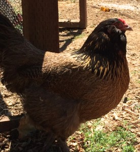 This is Ethel, our one Ameraucana.